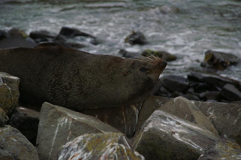 PICT9A1192_090116_OtagoPenin.JPG - Pilot's Beach, Otago Peninsula (Dunedin): New Zealand Fur Seal